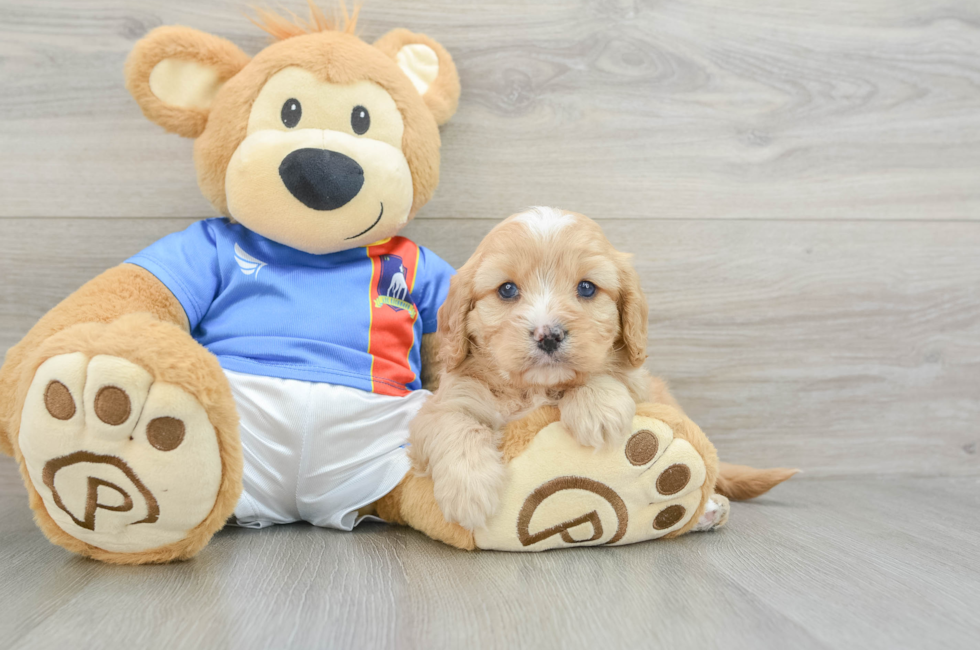 5 week old Cavapoo Puppy For Sale - Florida Fur Babies