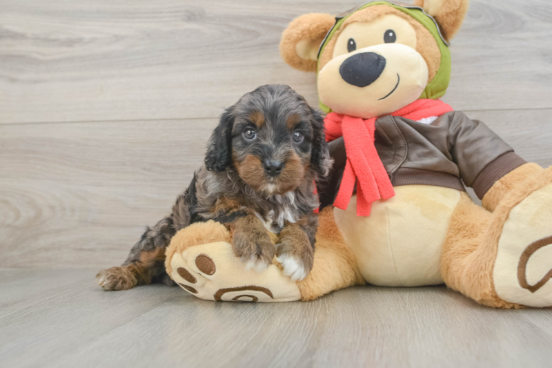 Meet Elmer - our Cavapoo Puppy Photo 1/3 - Florida Fur Babies