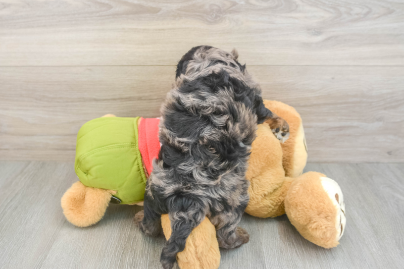 Meet Elmer - our Cavapoo Puppy Photo 2/3 - Florida Fur Babies