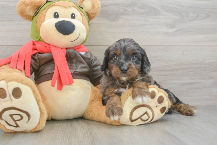 Best Cavapoo Baby