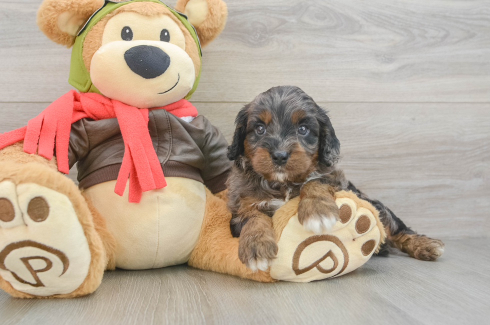 5 week old Cavapoo Puppy For Sale - Florida Fur Babies