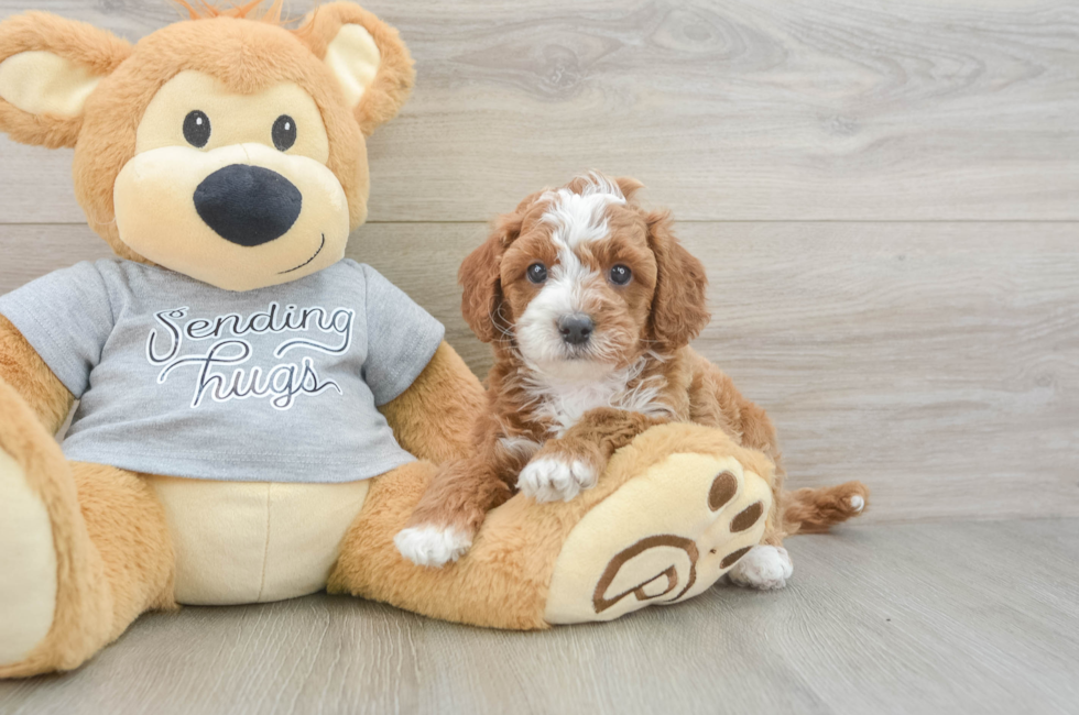 5 week old Cavapoo Puppy For Sale - Florida Fur Babies