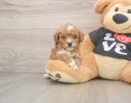 7 week old Cavapoo Puppy For Sale - Florida Fur Babies