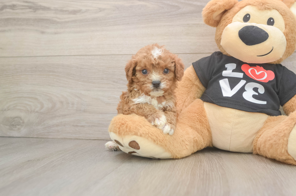 5 week old Cavapoo Puppy For Sale - Florida Fur Babies