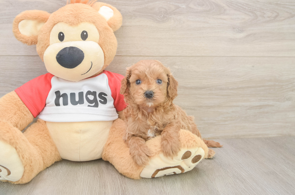 5 week old Cavapoo Puppy For Sale - Florida Fur Babies