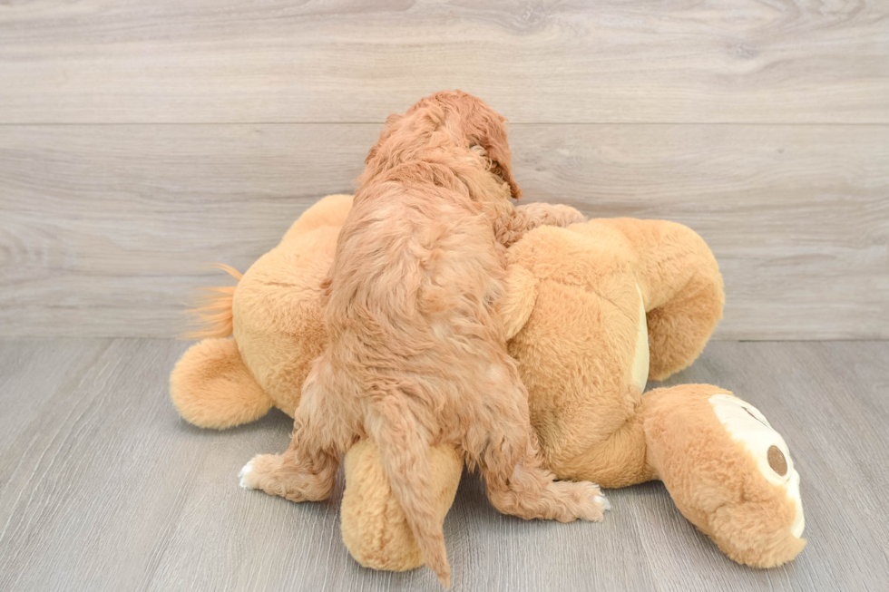 Cavapoo Pup Being Cute