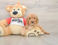 8 week old Cavapoo Puppy For Sale - Florida Fur Babies