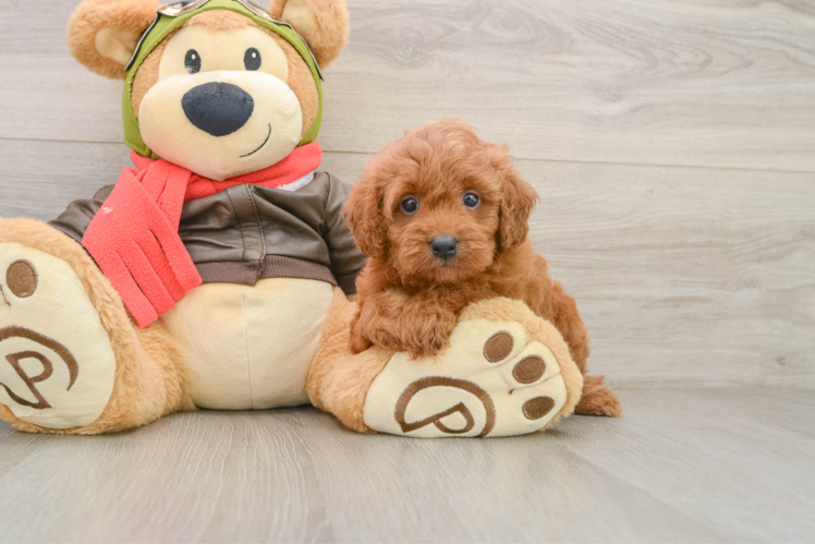 Cavapoo Pup Being Cute