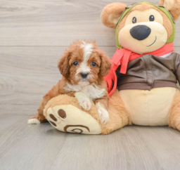 6 week old Cavapoo Puppy For Sale - Florida Fur Babies