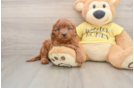 Cavapoo Pup Being Cute