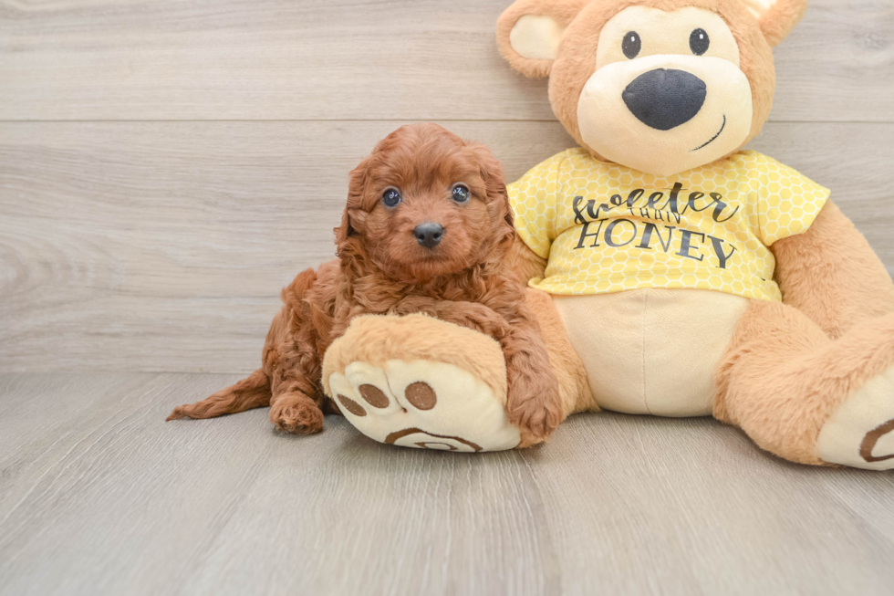 Cavapoo Pup Being Cute