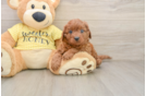 Best Cavapoo Baby