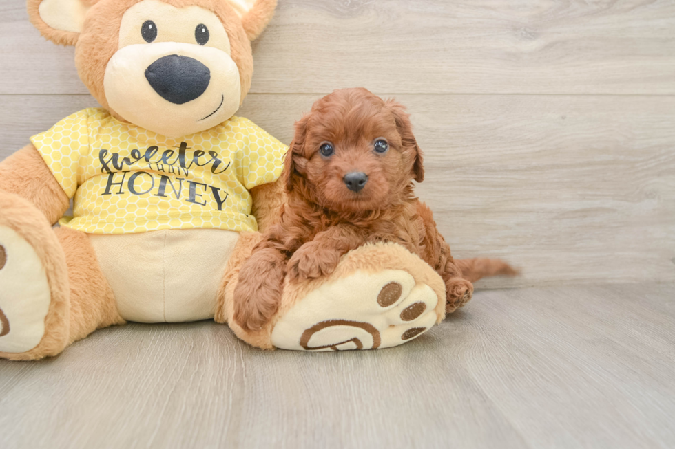 Best Cavapoo Baby