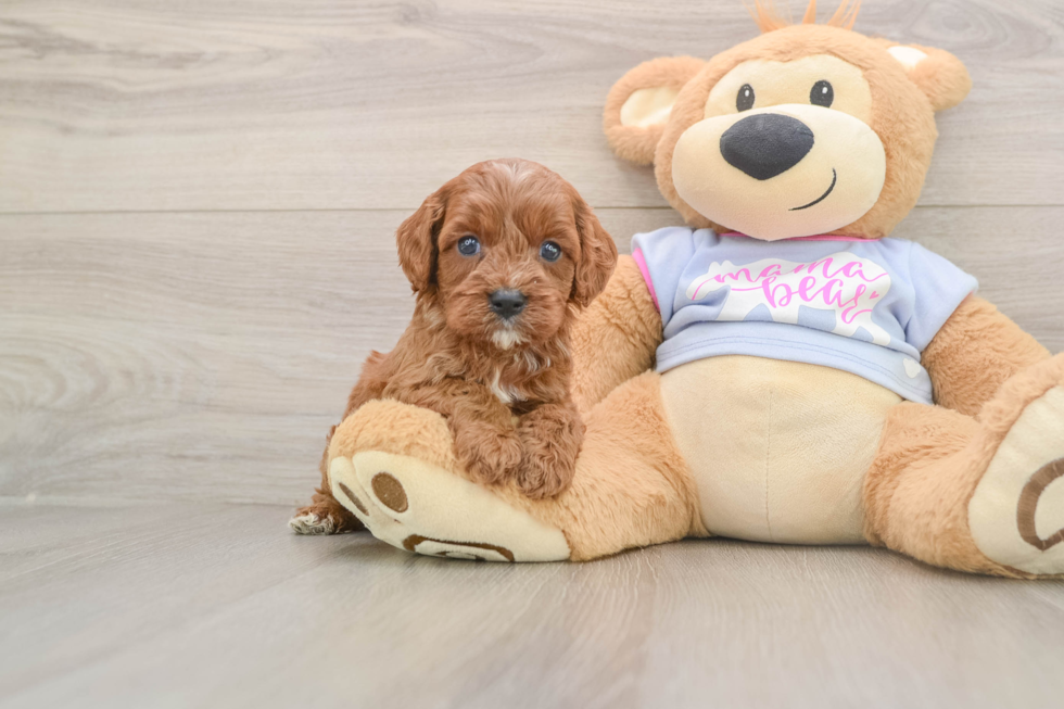 Cavapoo Puppy for Adoption