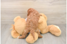 Cute Cavapoo Baby