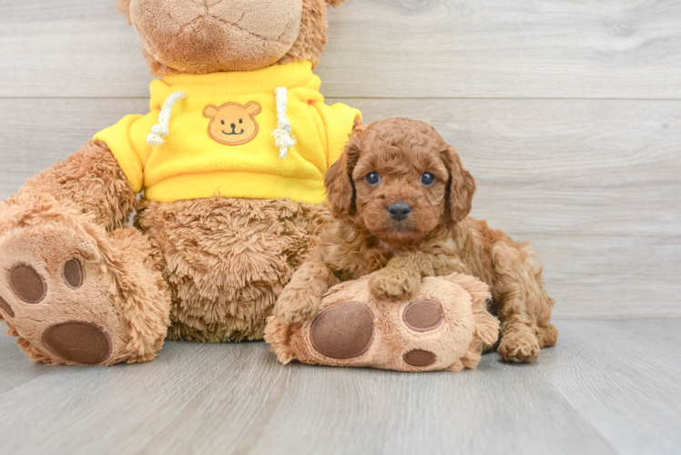Best Cavapoo Baby