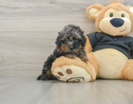 8 week old Cavapoo Puppy For Sale - Florida Fur Babies