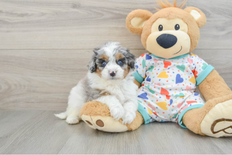 Funny Cavapoo Poodle Mix Pup