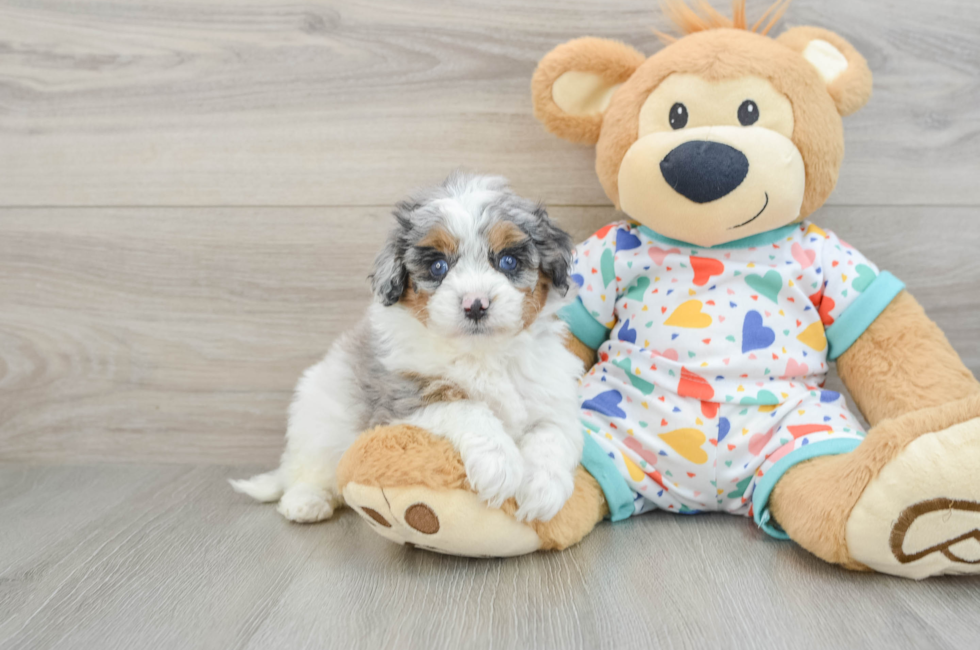 5 week old Cavapoo Puppy For Sale - Florida Fur Babies