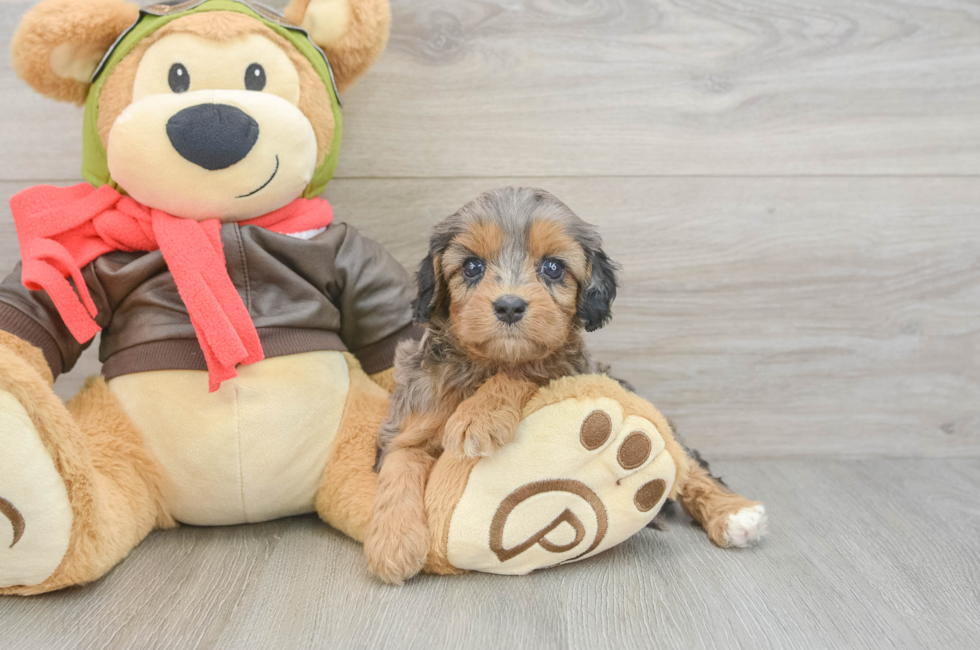 5 week old Cavapoo Puppy For Sale - Florida Fur Babies
