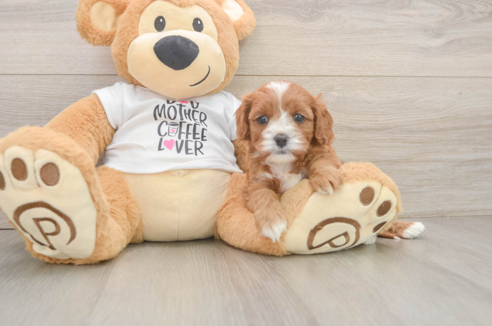 5 week old Cavapoo Puppy For Sale - Florida Fur Babies