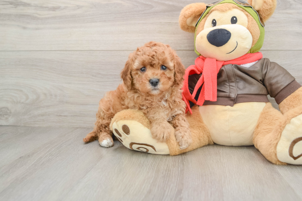 Cavapoo Puppy for Adoption