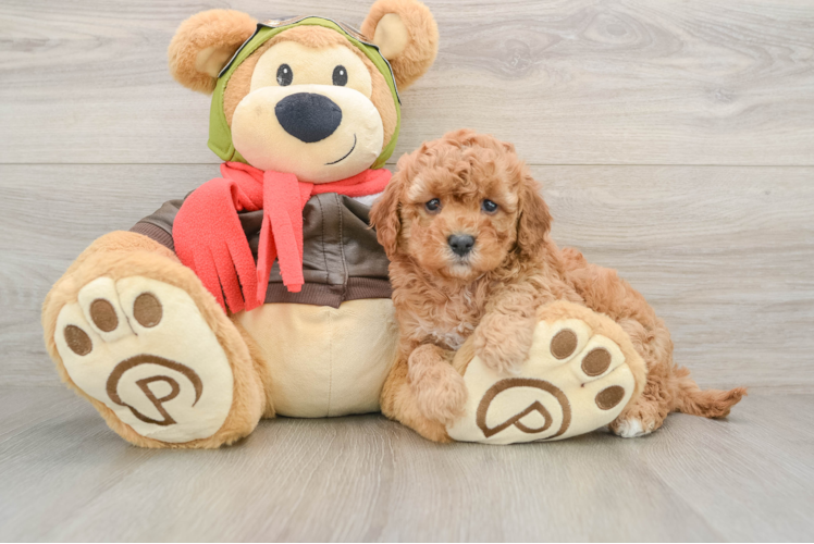 Playful Cavapoodle Poodle Mix Puppy