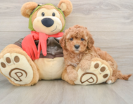 8 week old Cavapoo Puppy For Sale - Florida Fur Babies