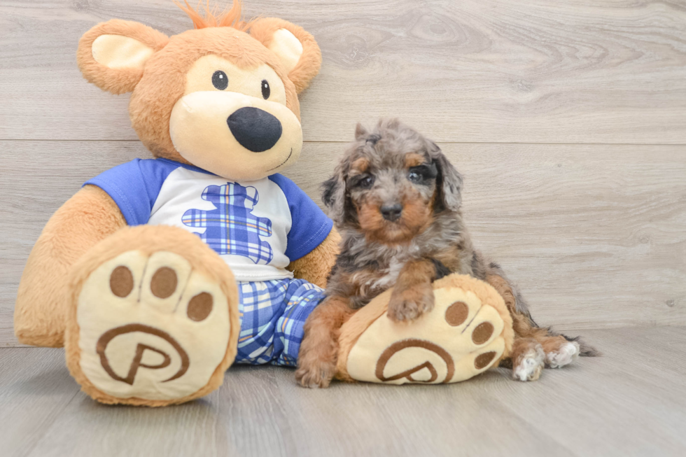 Petite Cavapoo Poodle Mix Pup