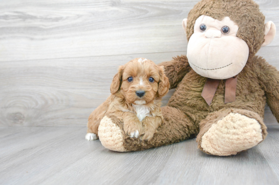 Cute Cavoodle Poodle Mix Puppy