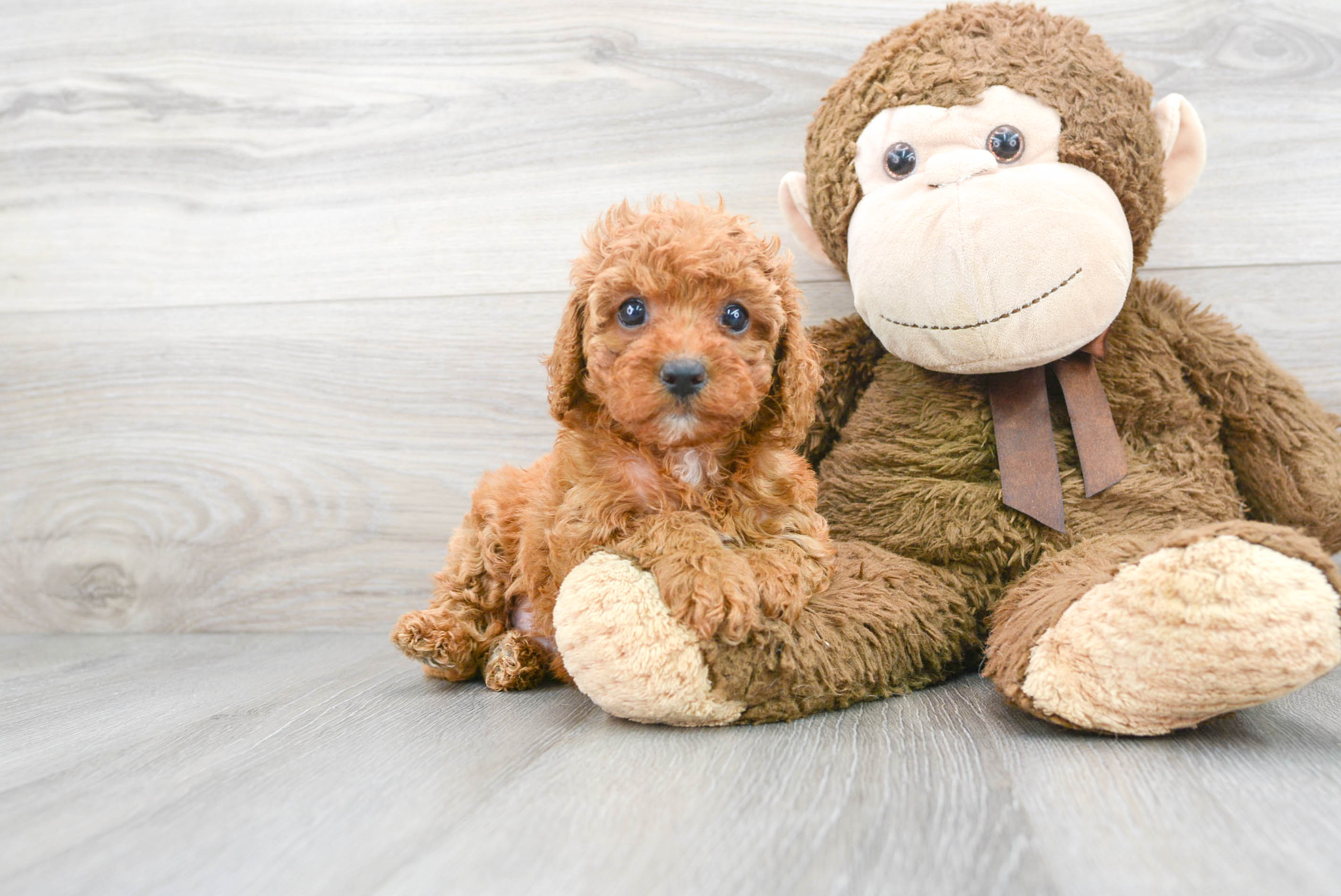 Cavapoo Pup Being Cute