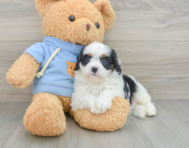 9 week old Cavapoo Puppy For Sale - Florida Fur Babies