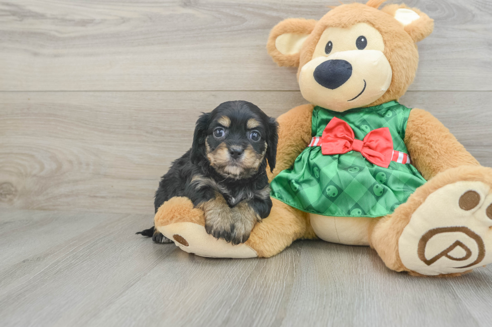 Cavapoo Pup Being Cute