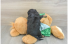 Playful Cavapoodle Poodle Mix Puppy