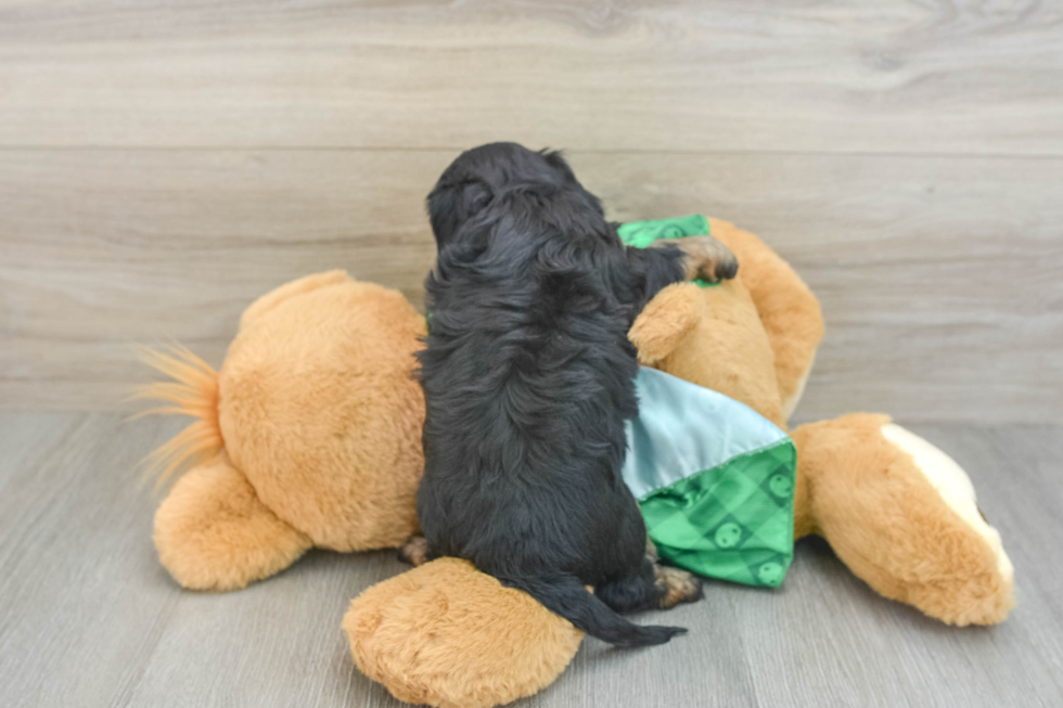 Playful Cavapoodle Poodle Mix Puppy