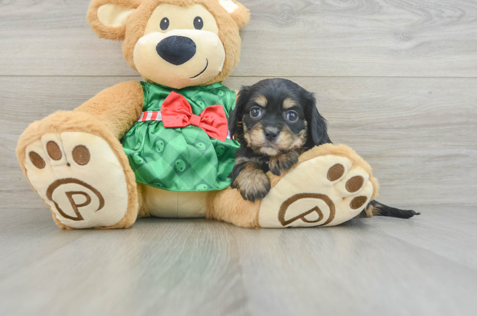 5 week old Cavapoo Puppy For Sale - Florida Fur Babies