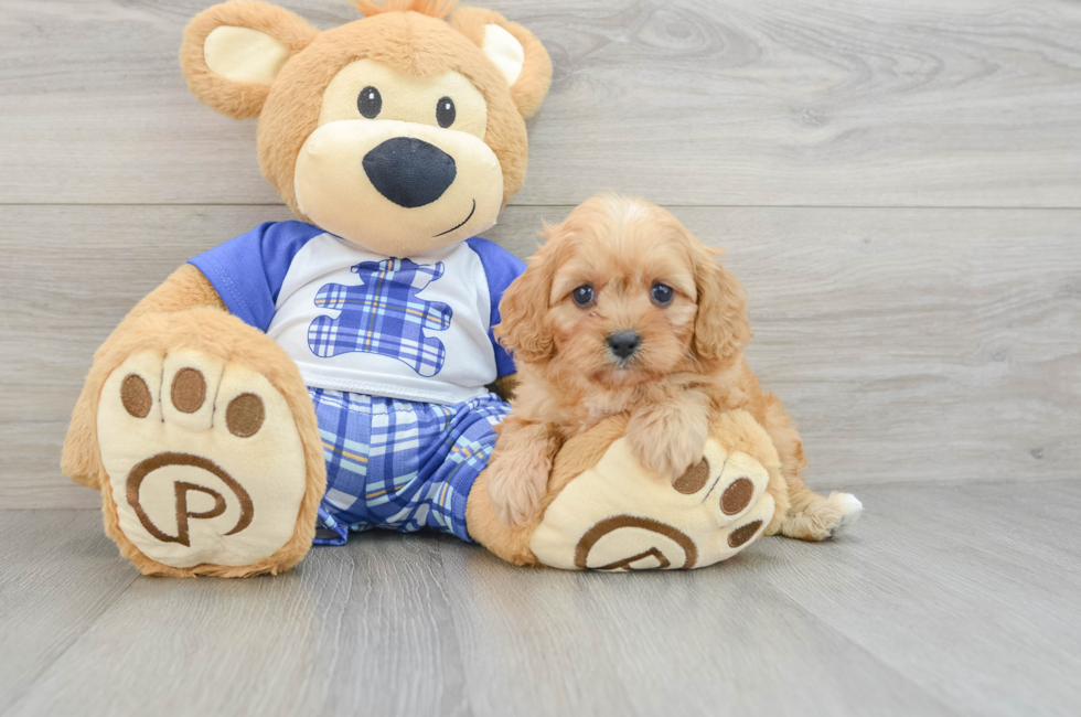 6 week old Cavapoo Puppy For Sale - Florida Fur Babies