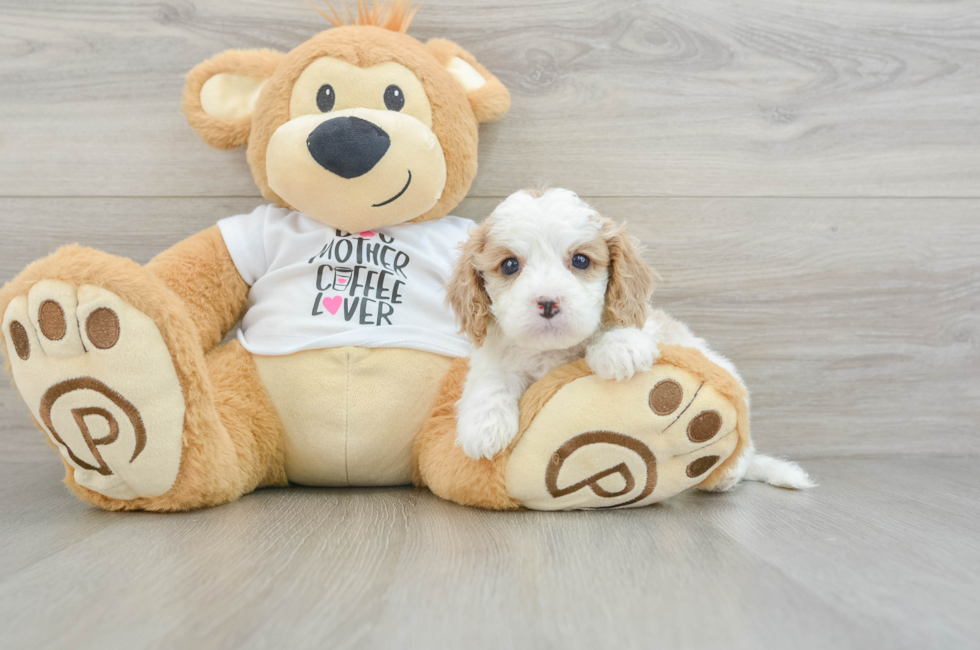 5 week old Cavapoo Puppy For Sale - Florida Fur Babies