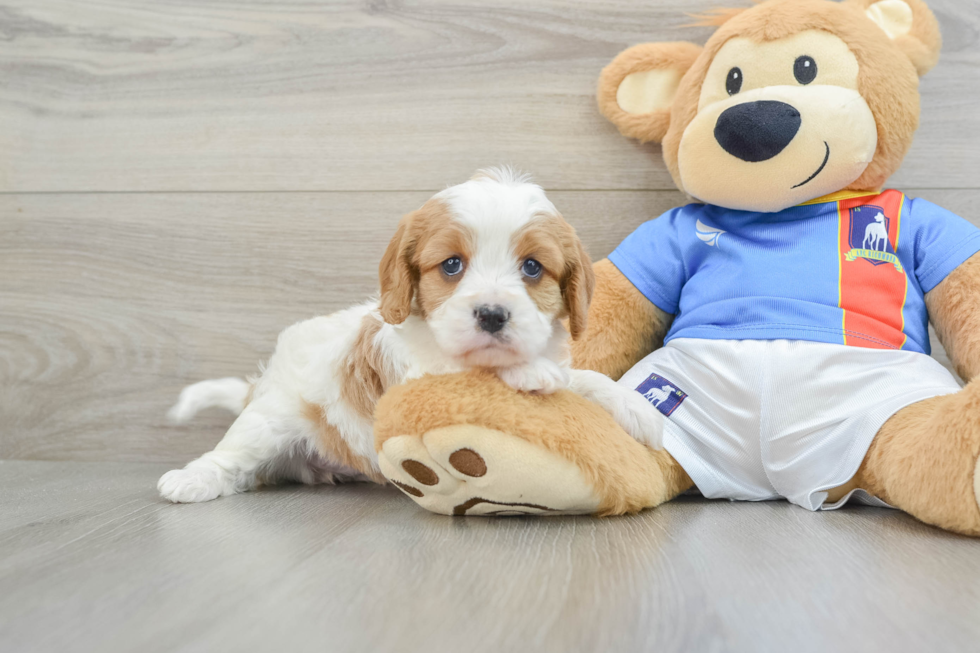 Best Cavapoo Baby