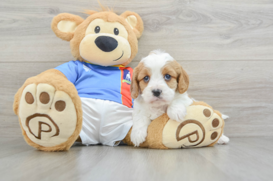 Cavapoo Pup Being Cute