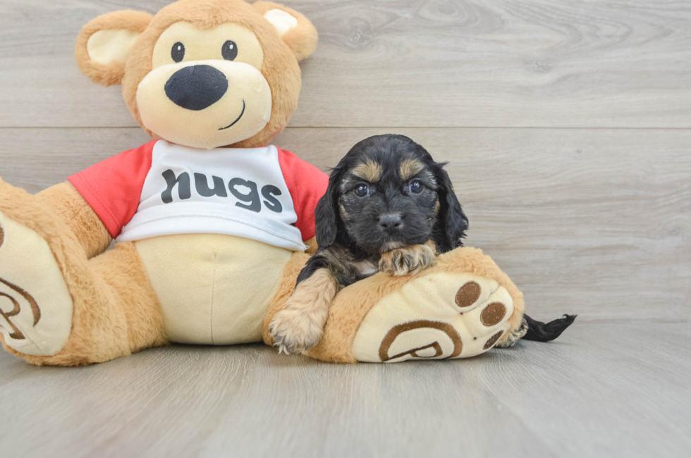 7 week old Cavapoo Puppy For Sale - Florida Fur Babies