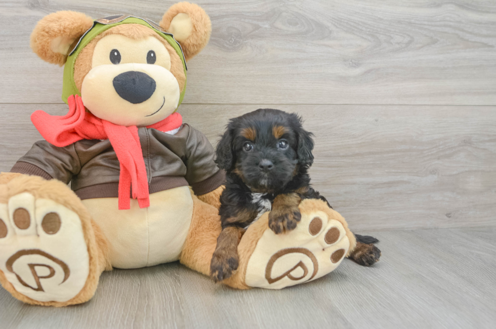 5 week old Cavapoo Puppy For Sale - Florida Fur Babies