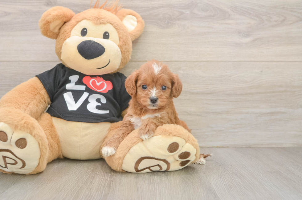 5 week old Cavapoo Puppy For Sale - Florida Fur Babies