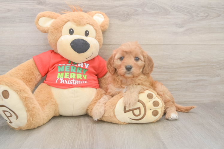 Cavapoo Pup Being Cute