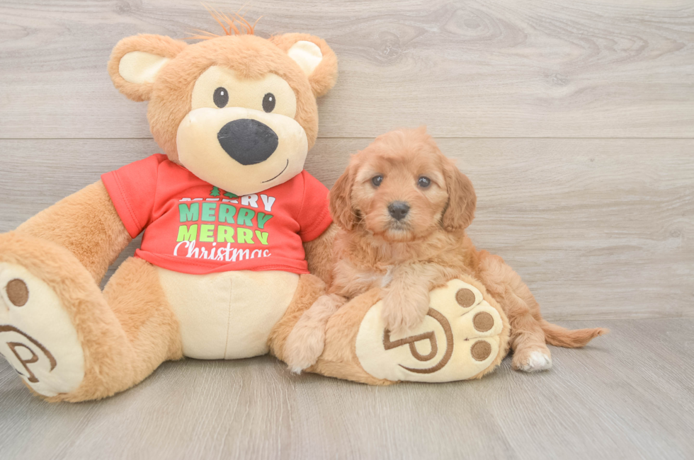 5 week old Cavapoo Puppy For Sale - Florida Fur Babies