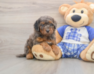 7 week old Cavapoo Puppy For Sale - Florida Fur Babies