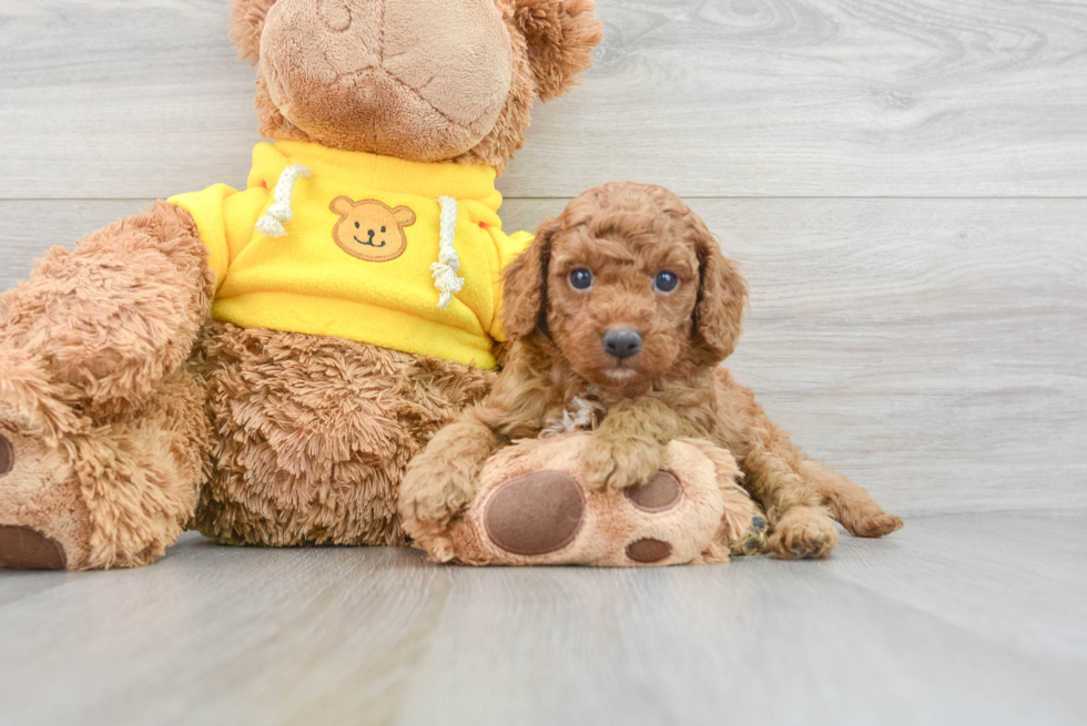 Petite Cavapoo Poodle Mix Pup