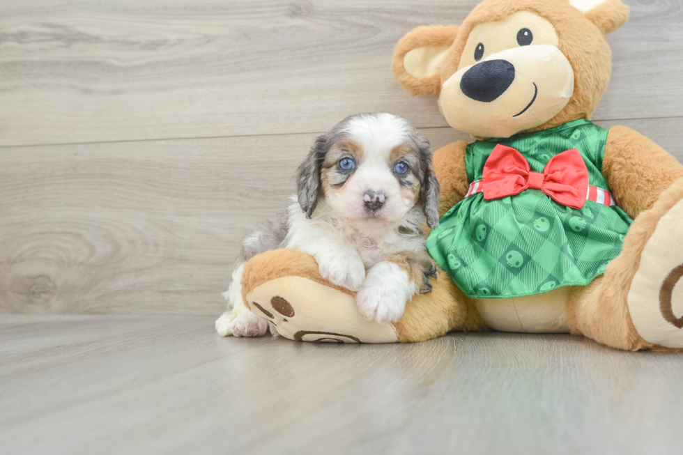 Cavapoo Pup Being Cute