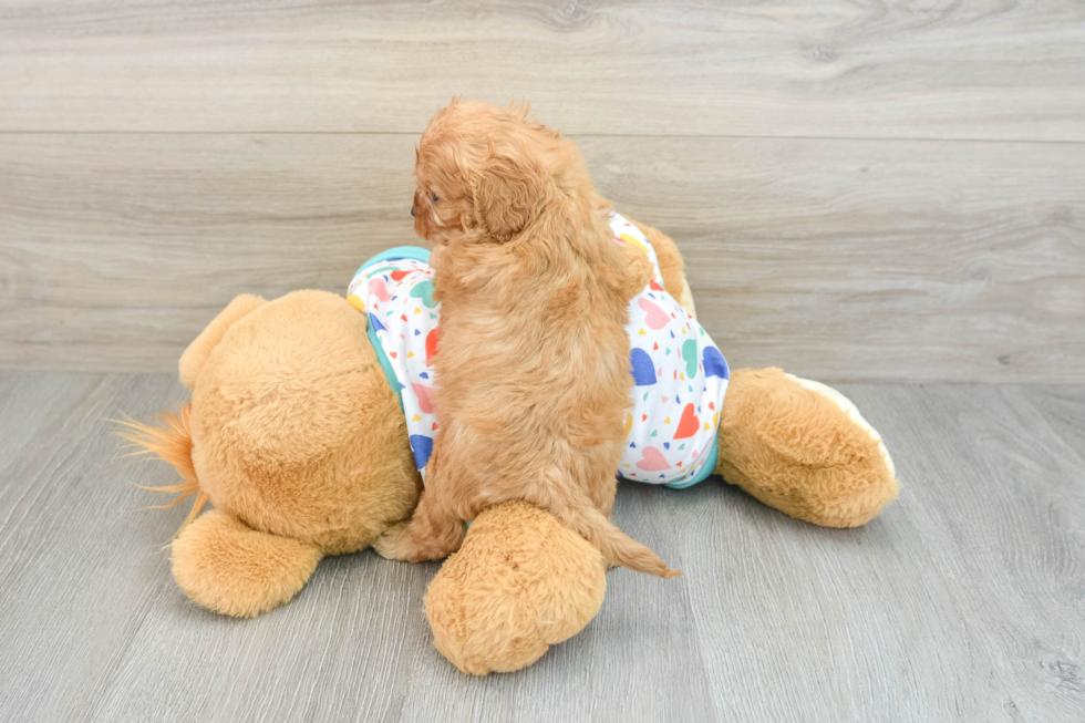 Cavapoo Pup Being Cute