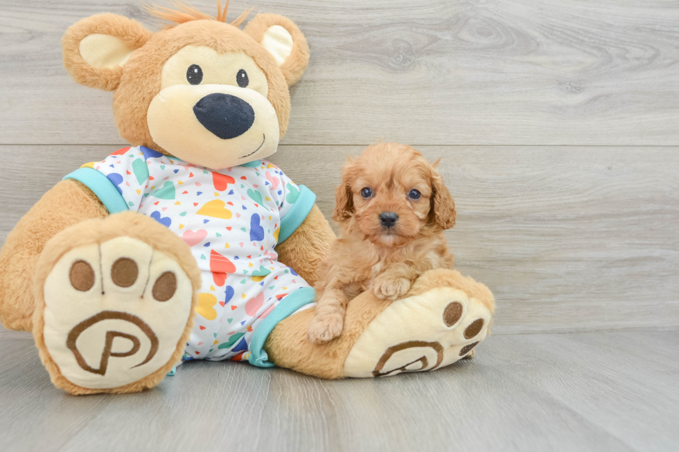 Cavapoo Puppy for Adoption